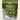 DJ & A Crispy Broccoli Florets 25g