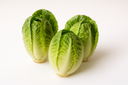 Baby Cos Lettuce