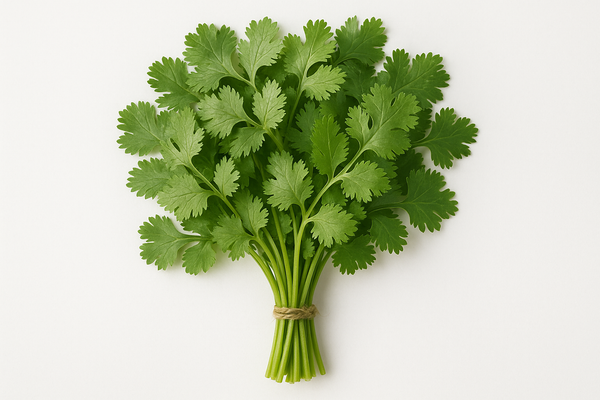 Coriander Bunch