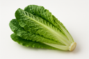 Cos Lettuce
