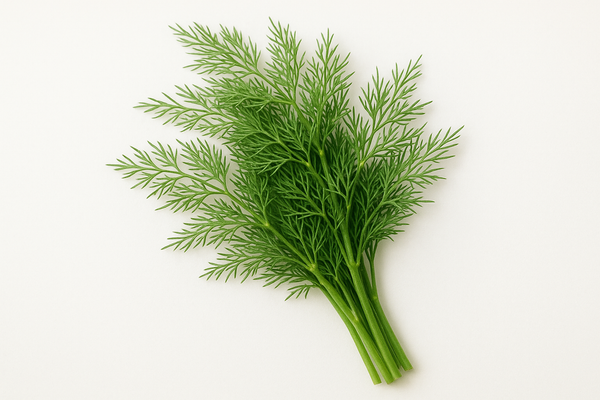 Dill Herb