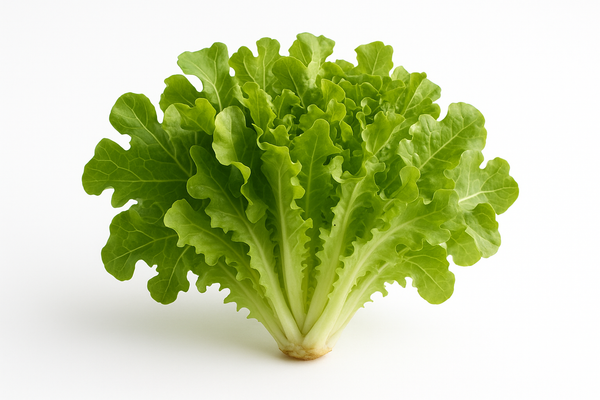 Oakleaf Green Lettuce