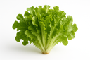 Oakleaf Green Lettuce