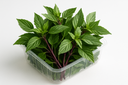 Thai Basil Punnet