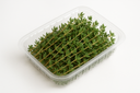 Thyme Herb Punnet